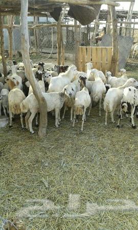 غنم للبيع جازان