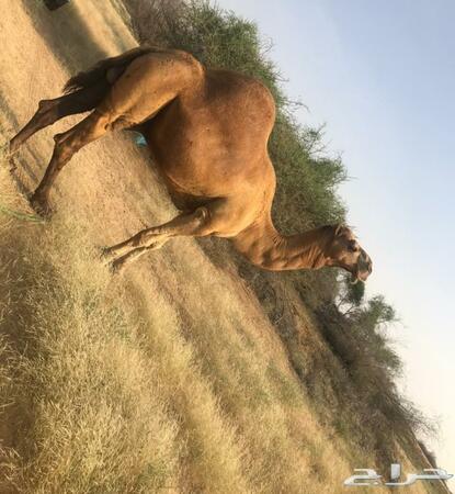 جمل للبيع جيزان