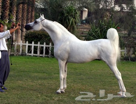 كيفية وضع شركة Forester Horse Honor Sjvbca Org