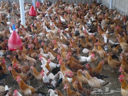 Image result for ‫الدجاج البلدي‬‎