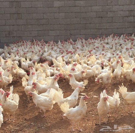 دجاج للبيع بحالة جيدة في جدة