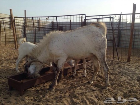 غنم للبيع في جدة الخمره