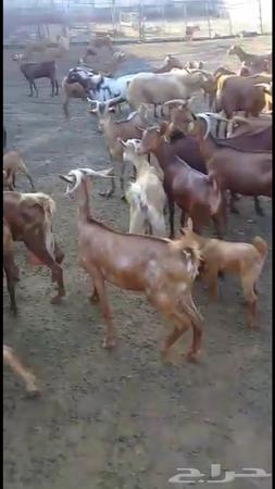 اغنام للبيع في محافظة بيش