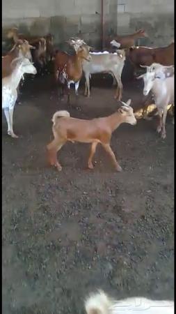 تمت مداهمة أغنام في محافظة بيش