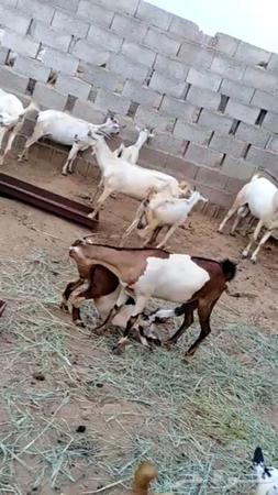 غنم للبيع جازان