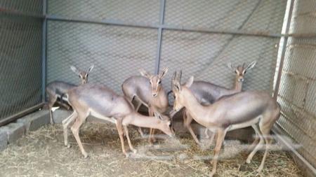 الغزلان للبيع للجادين فقط