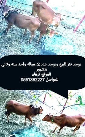 يوجد ابقار للبيع في جيزان