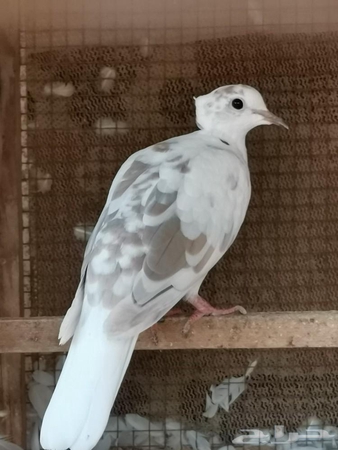 قمري هولندي تم البيع