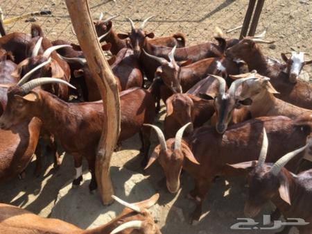 جميع ماعزهم موجود في مدينة أبها