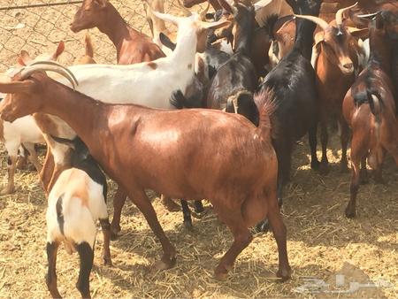 داهمت جازان غنماً طيباً وخبزاً باغيتاً