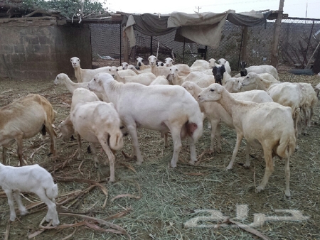 غنم للبيع خروف مشهور مشهور مشهور مع الاطفال حوالي خمسين رأس.