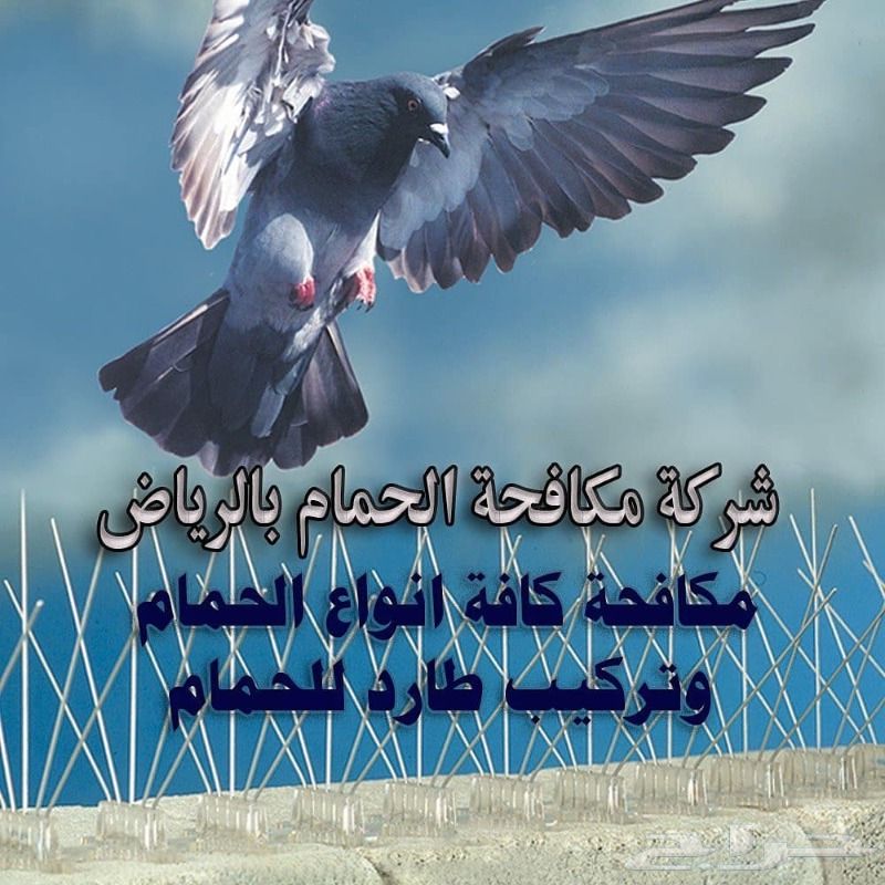 شركة مكافحة الحمام شحن شوك طارد الحمام