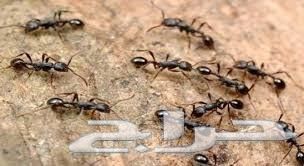 شركة رش مبيدات للمنازل رش مبيدات للحشرات