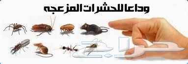 شركة رش مبيدات للمنازل رش مبيدات للحشرات