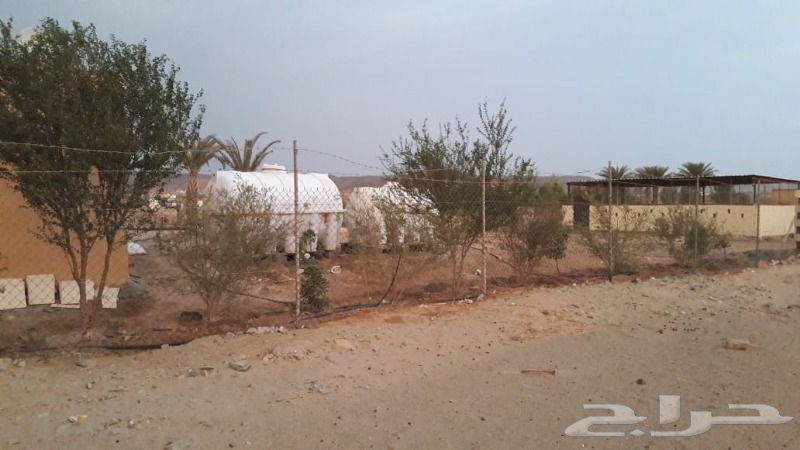 حراج العقار مزرعة للبيع في جدة الغولاء طريق عسفان حراج العقار مزرعة للبيع في جدة الغولاء طريق عسفان