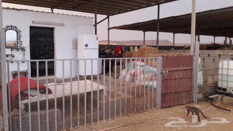 حراج العقار مزرعة للبيع في جدة الغولاء طريق عسفان حراج العقار مزرعة للبيع في جدة الغولاء طريق عسفان
