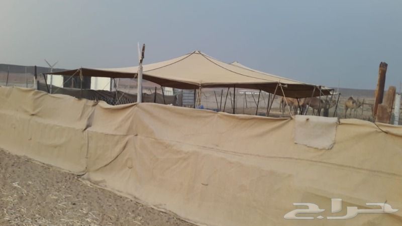 حراج العقار مزرعة للبيع في جدة الغولاء طريق عسفان حراج العقار مزرعة للبيع في جدة الغولاء طريق عسفان
