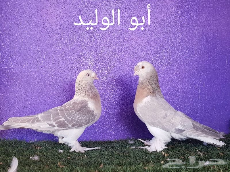 حمام تركي - جوزين - ( تم البيع )