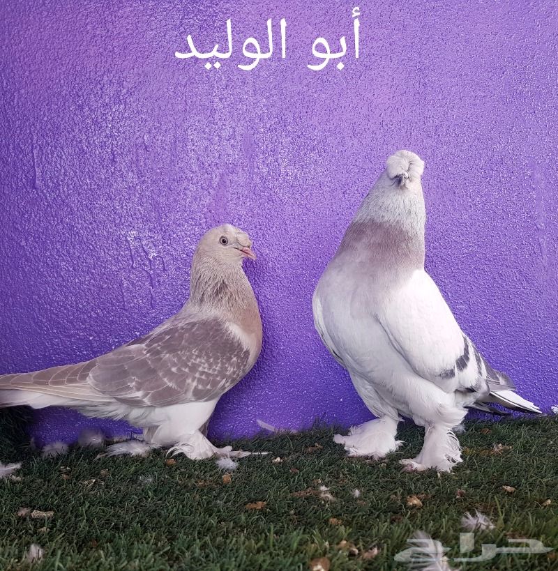 حمام تركي - جوزين - ( تم البيع )
