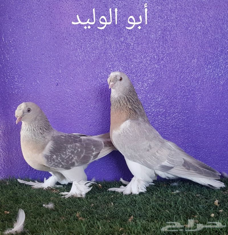 حمام تركي - جوزين - ( تم البيع )
