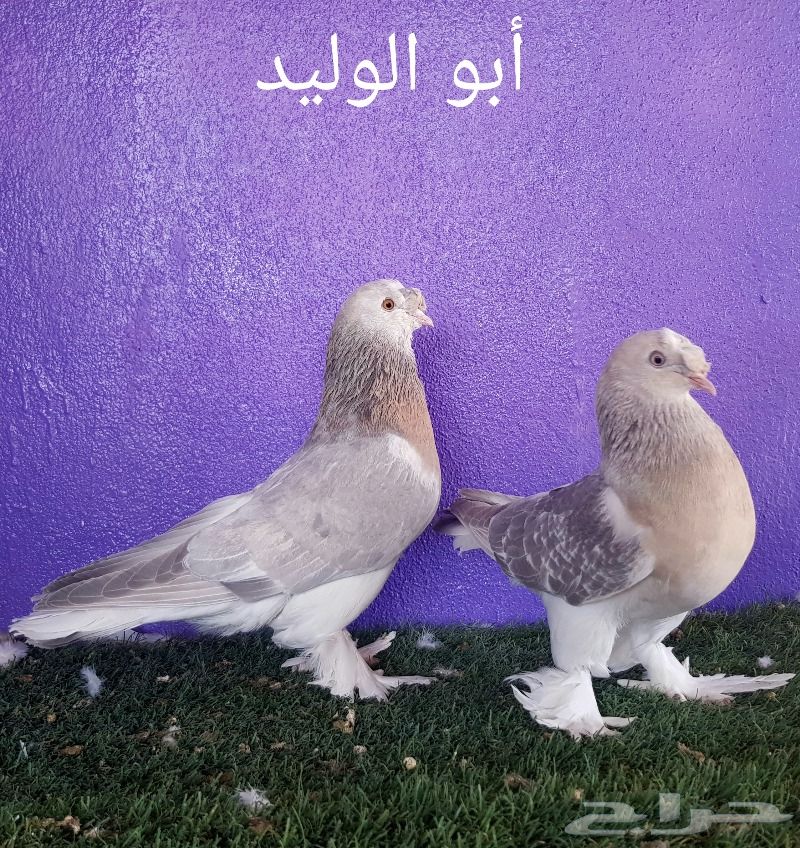 حمام تركي - جوزين - ( تم البيع )