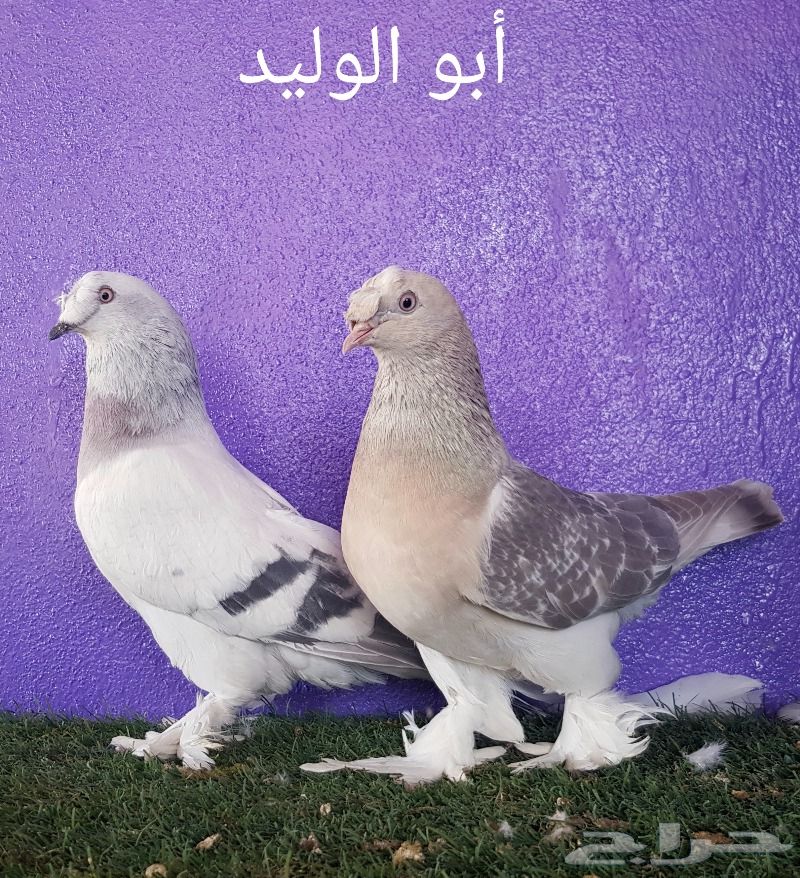 حمام تركي - جوزين - ( تم البيع )