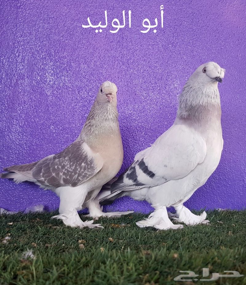حمام تركي - جوزين - ( تم البيع )