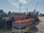 Immagine 47 - Raccolta di manifestazione di interesse per complesso aziendale agroalimentare - Lotto 1 (Asta 10201)