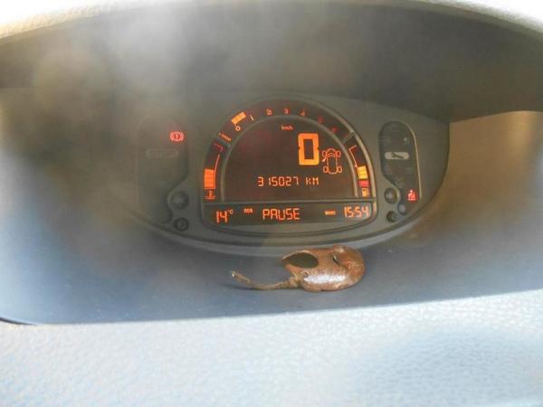 43#17571 Autovettura Renault in vendita - foto 4