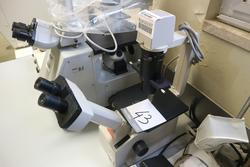 Microscopio Nikon TMS - Lotto 43 (Asta 2541)
