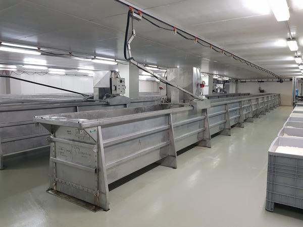 1#2595 Linee di lavorazione ricotta in vendita - foto 16