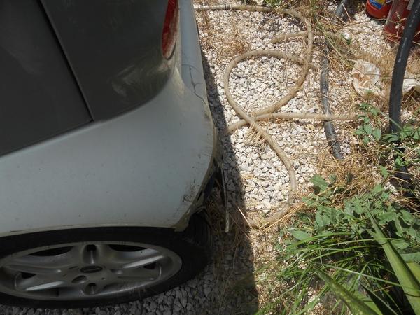 9#3177 Auto Smart Fortwo in vendita - foto 4