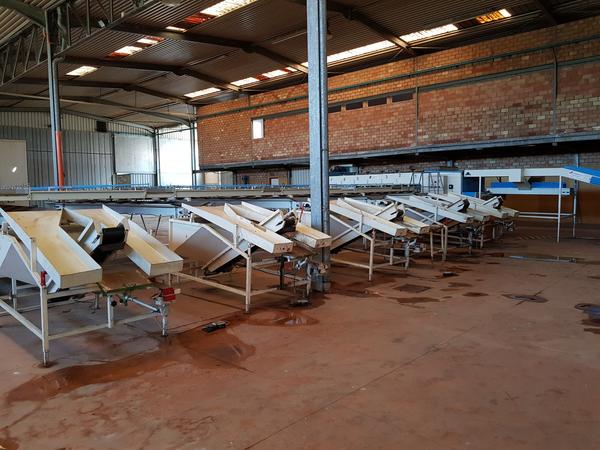 6#3260 Sistema di smistamento frutta Ciemme in vendita - foto 4