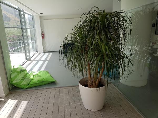 63#3279 Sedute e portavasi in vendita - foto 2