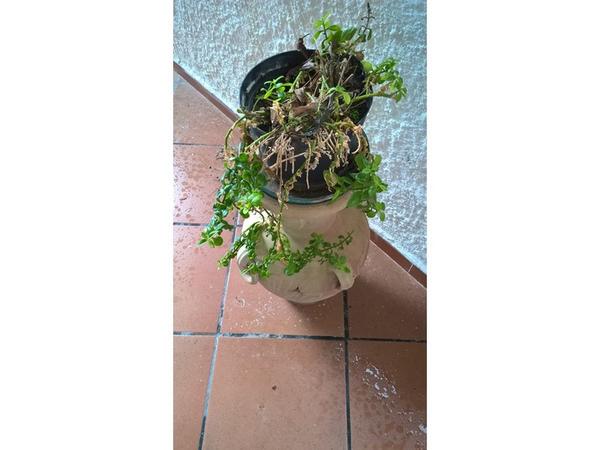 2#3375 Arredi per interni ed esterni in vendita - foto 74