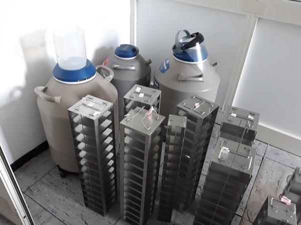 14#3675 Crioconservatore per azoto liquido MVE XLC-500 in vendita - foto 7