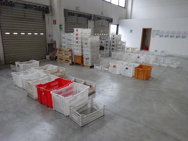 4#3874 Cesti in plastica in vendita - foto 7