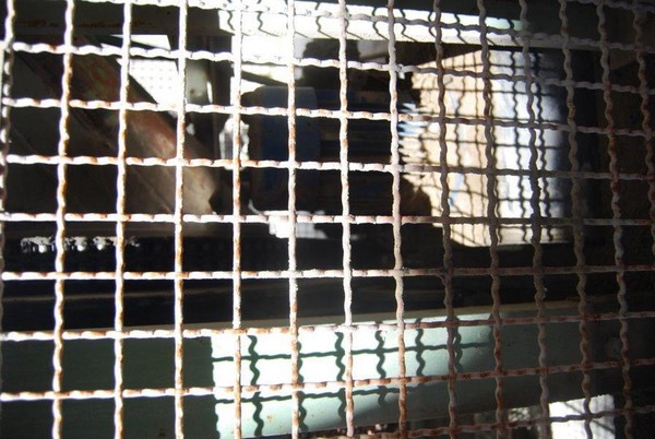 10#45162 Macchinario antichizzante in vendita - foto 5