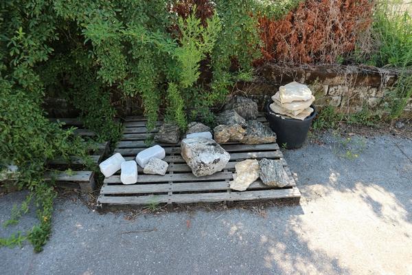 1#5010 Piante e accessori per serra in vendita - foto 36