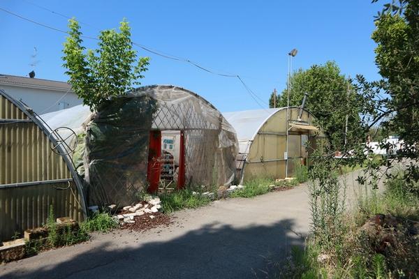 1#5010 Piante e accessori per serra in vendita - foto 48