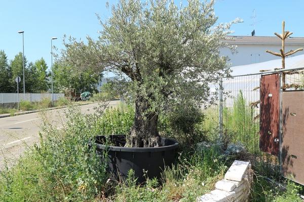 1#5010 Piante e accessori per serra in vendita - foto 64