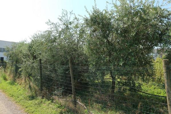 1#5010 Piante e accessori per serra in vendita - foto 77