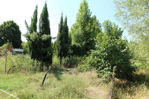 1#5010 Piante e accessori per serra in vendita - foto 84