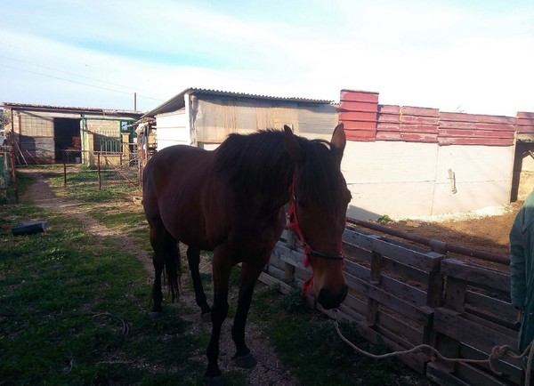 4#5038 Cavallo fattrice in vendita - foto 1