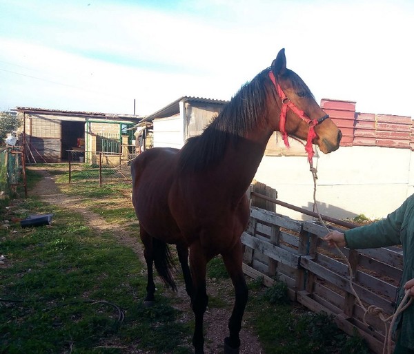 4#5038 Cavallo fattrice in vendita - foto 2