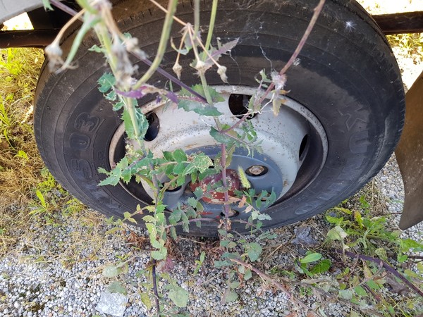 8#5322 Autocarro Iveco 65.12 in vendita - foto 11