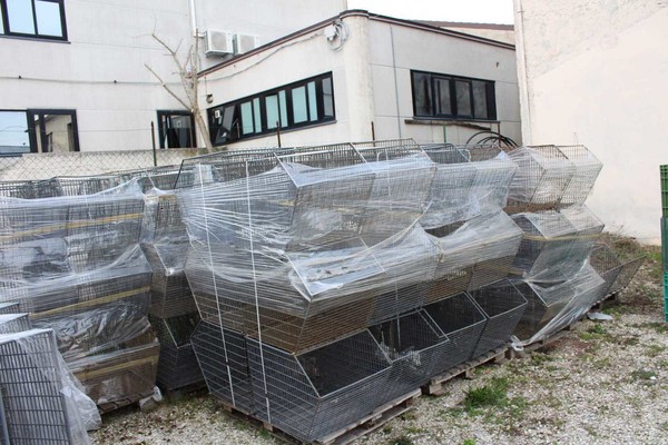 6#5429 Ceste a bocca di lupo in vendita - foto 5