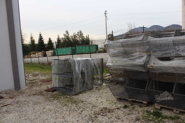 6#5429 Ceste a bocca di lupo in vendita - foto 6