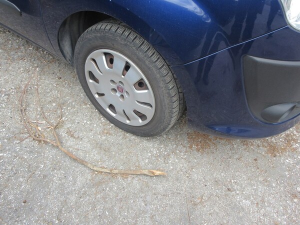 8#5473 Autovettura Fiat Doblò in vendita - foto 6