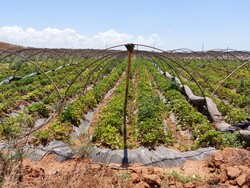 Affitto di azienda agricola - Lotto 1 (Asta 5597)